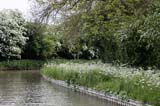 Mayblossoms  along the canal