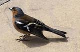 Chaffinch in the tea garden.