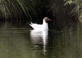 Black Headed Gull