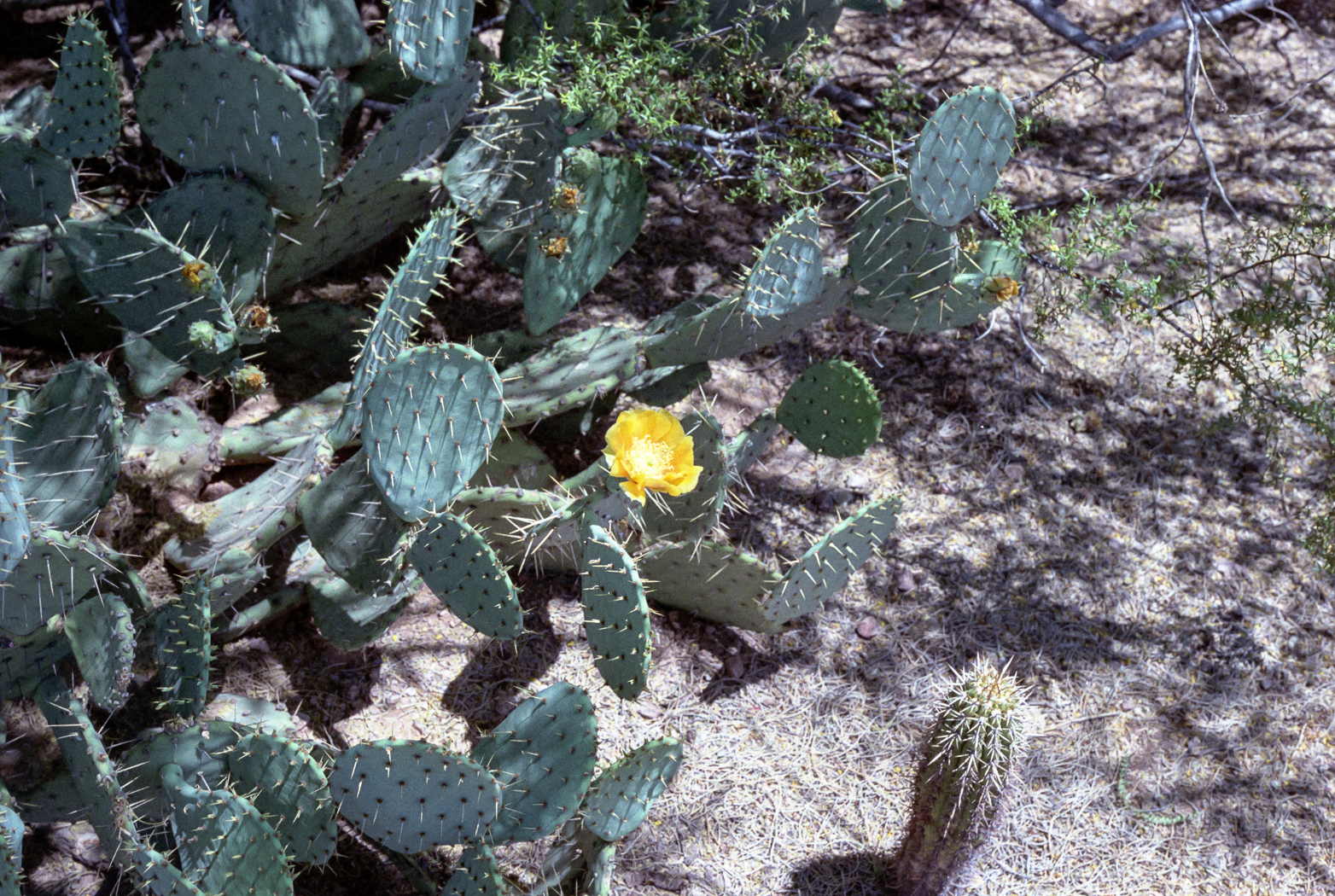 slideshow image