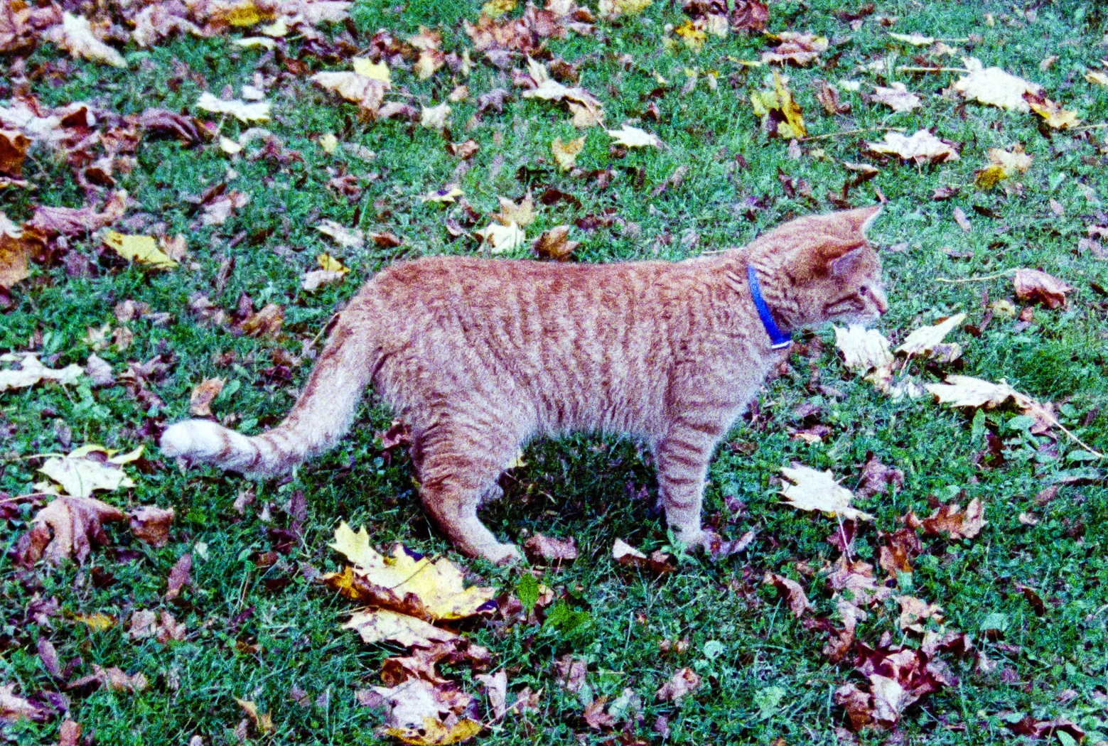 slideshow image
