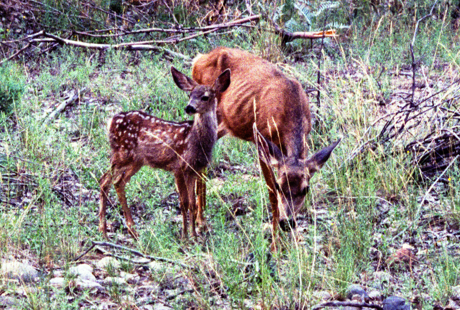 slideshow image
