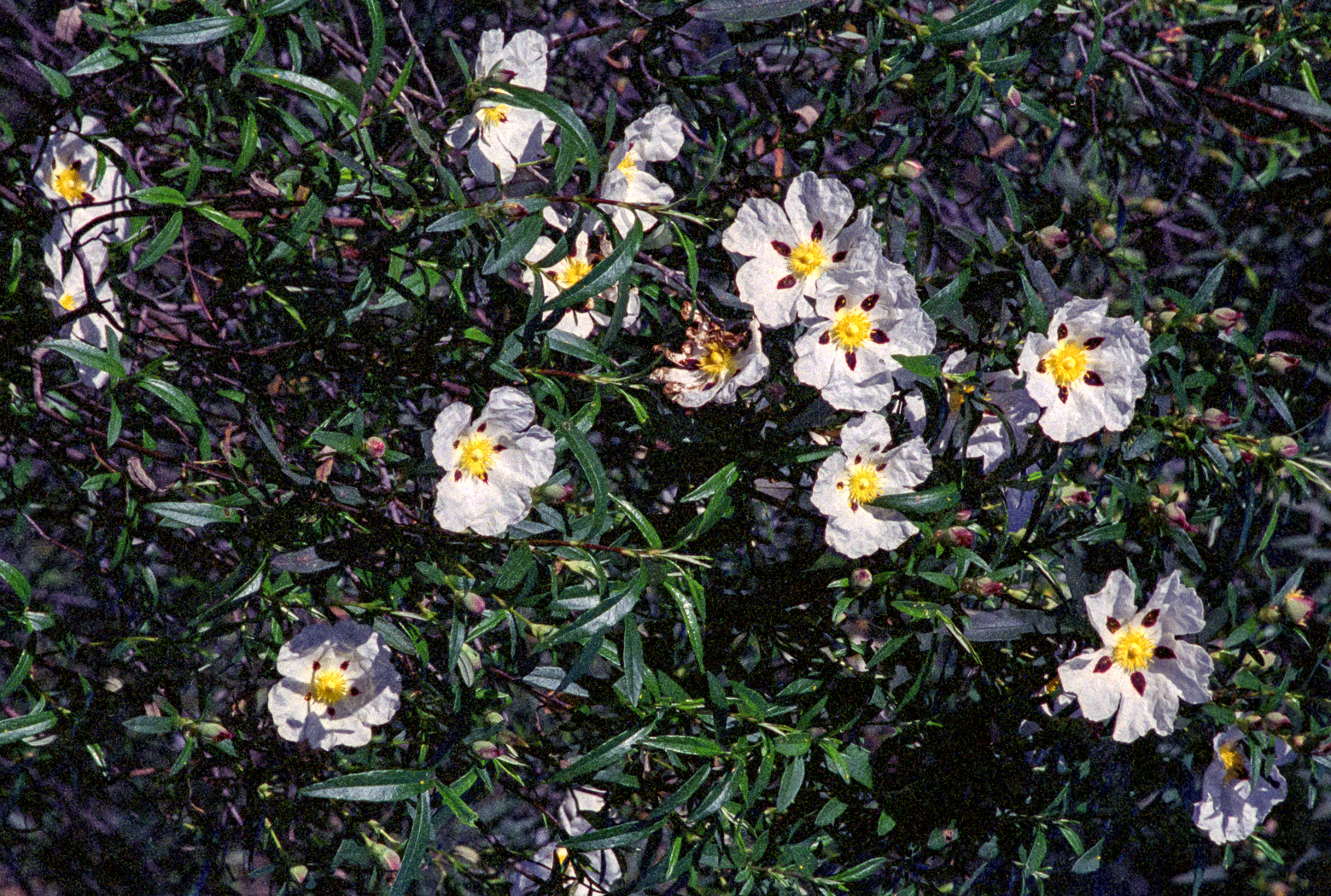slideshow image