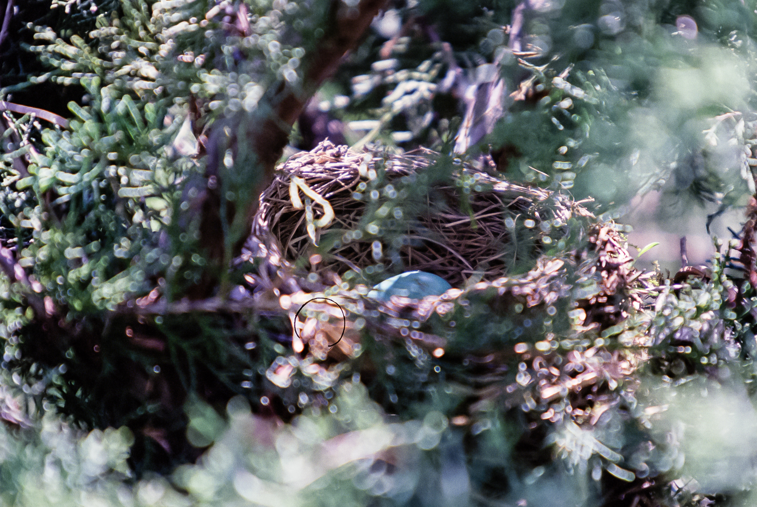 slideshow image