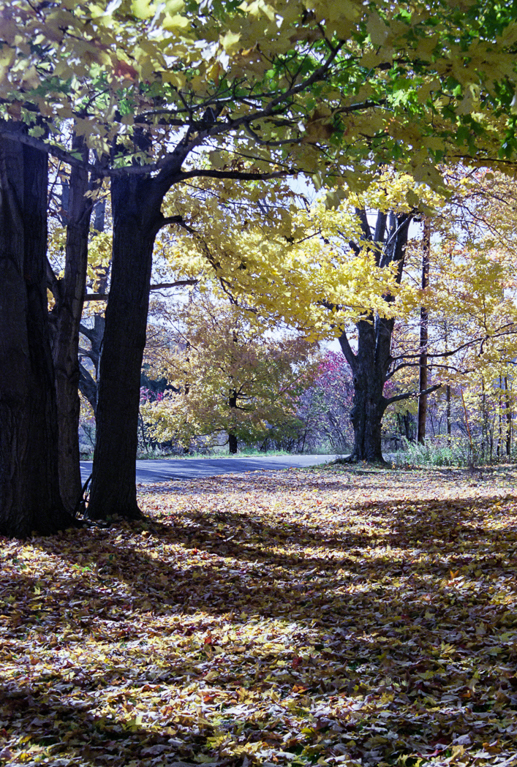 slideshow image