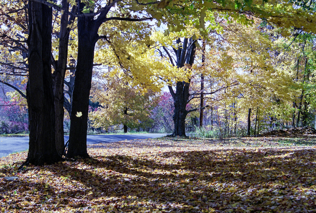 slideshow image