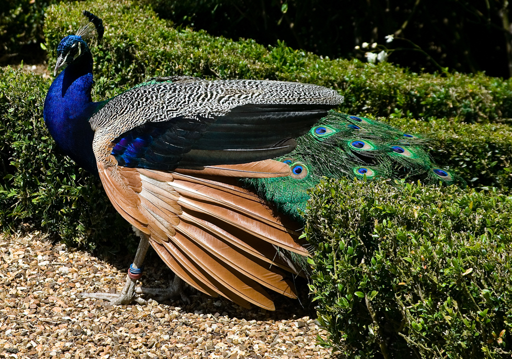 slideshow image