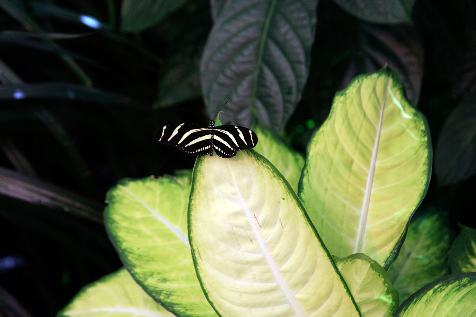 slideshow image