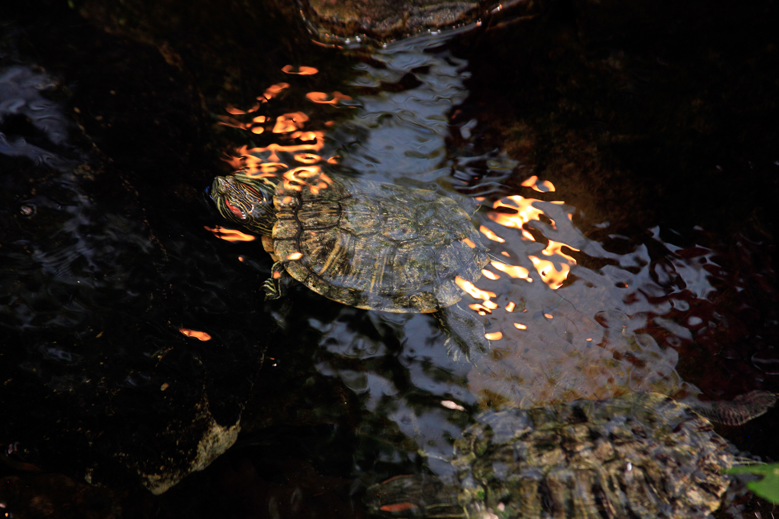 slideshow image