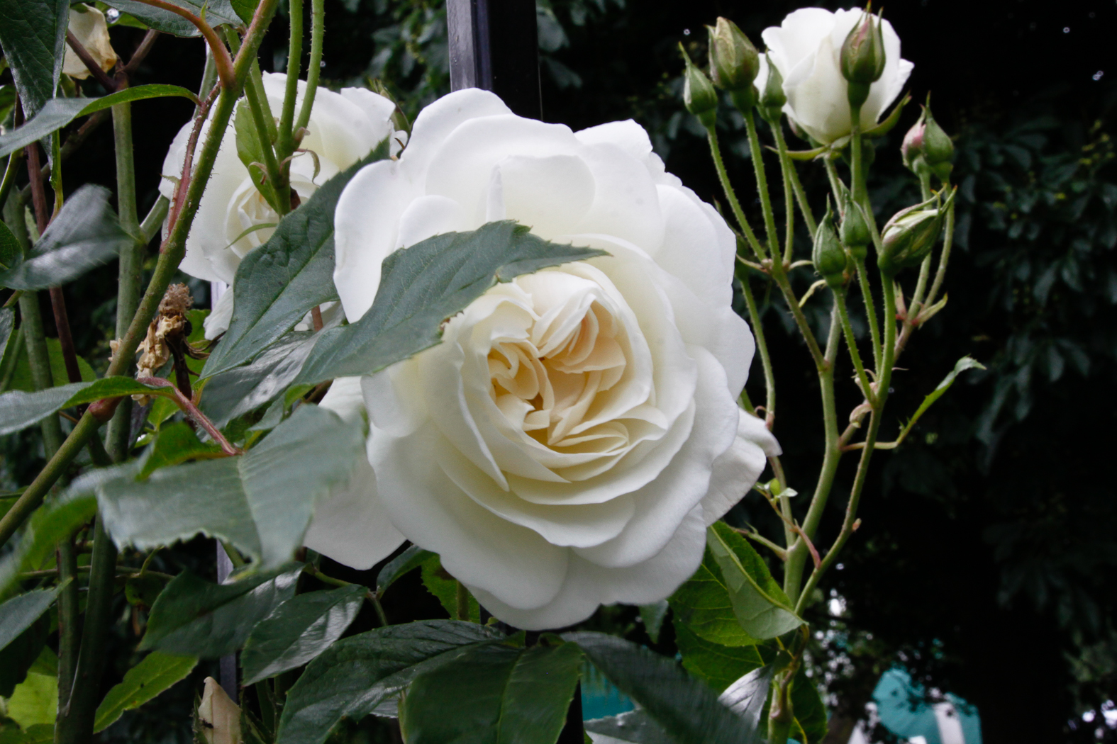 slideshow image