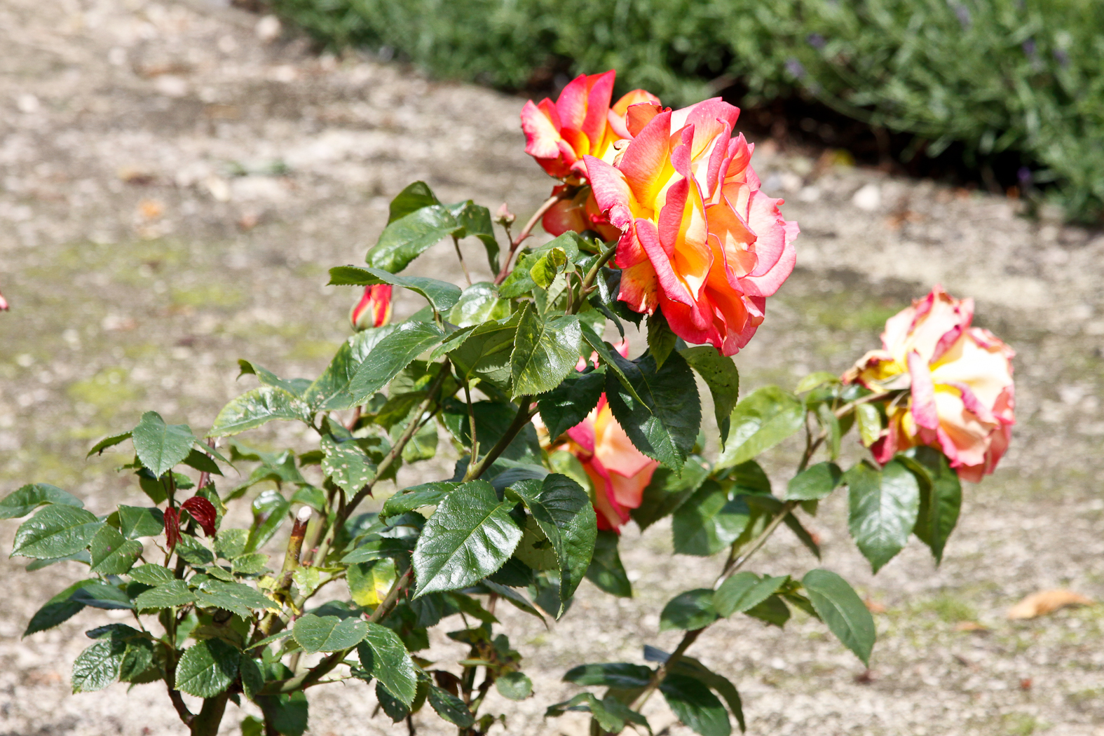 slideshow image