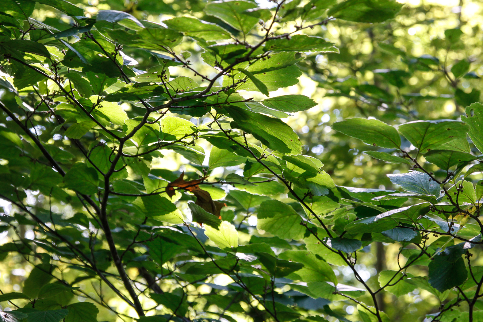 slideshow image