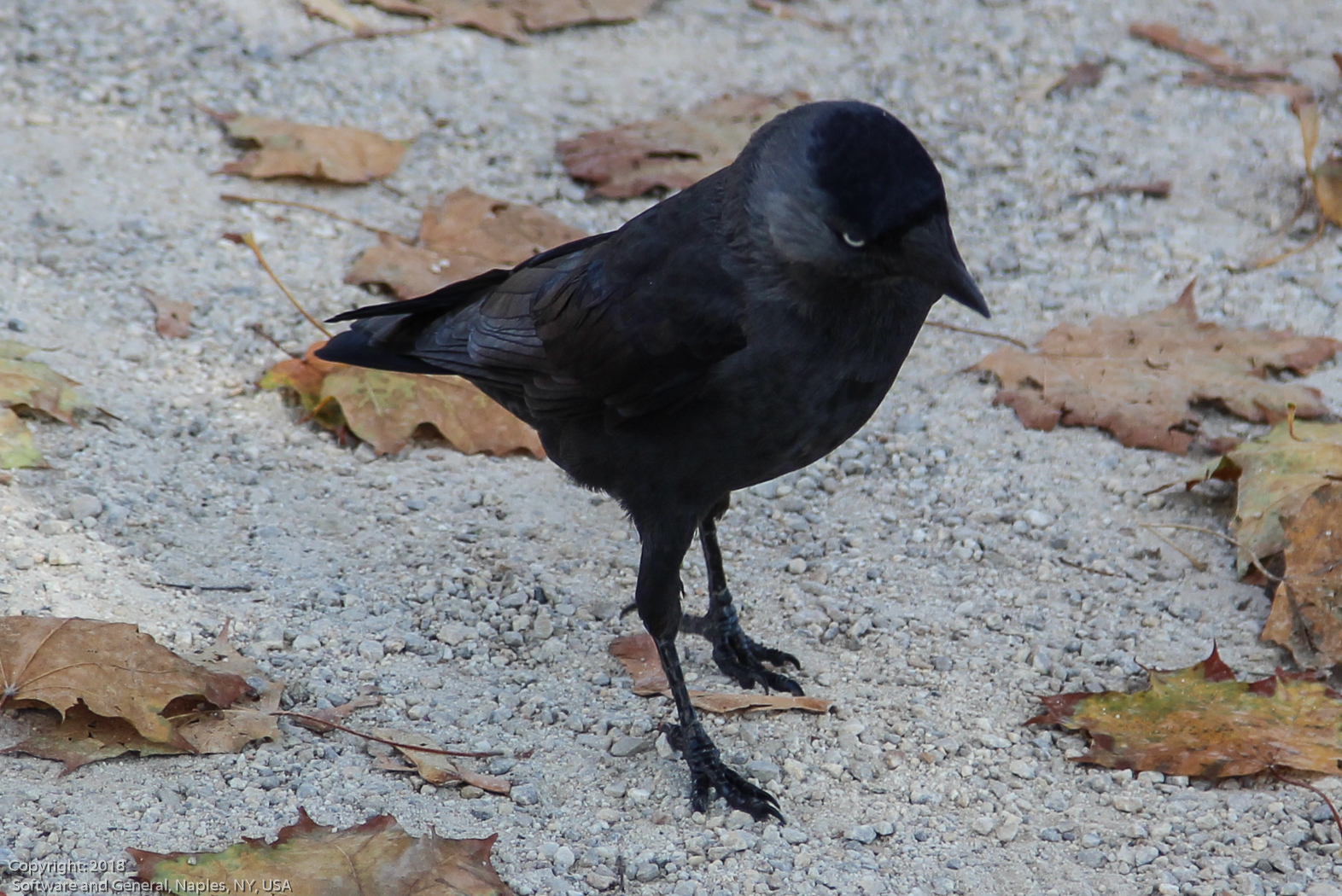 slideshow image