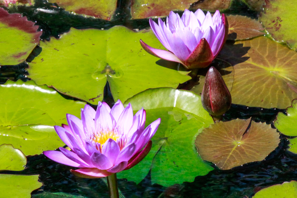 slideshow image