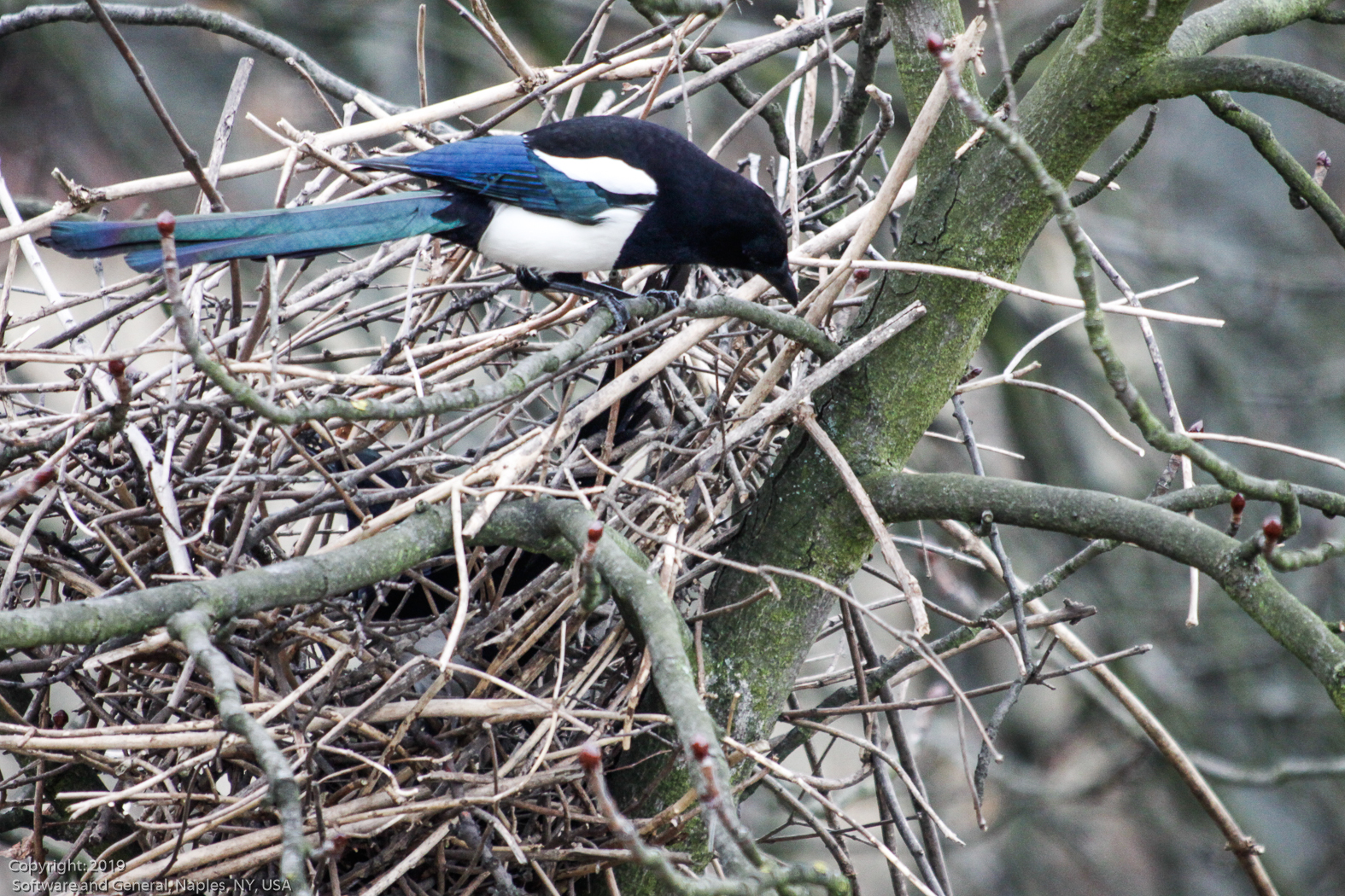 slideshow image