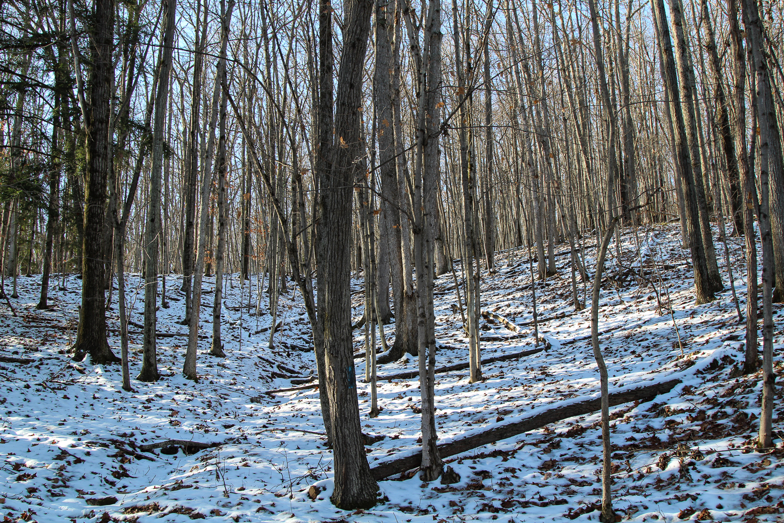 slideshow image