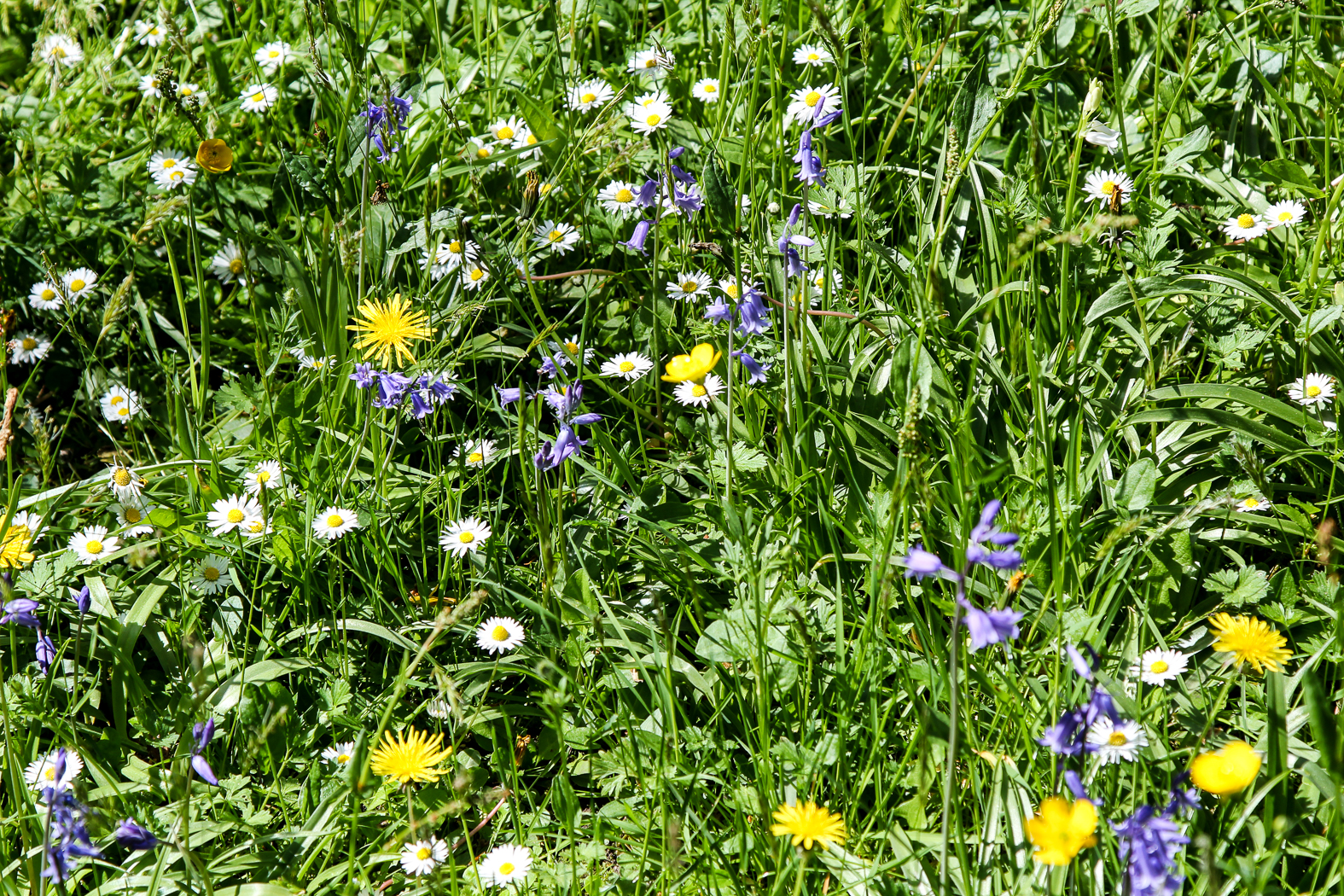slideshow image