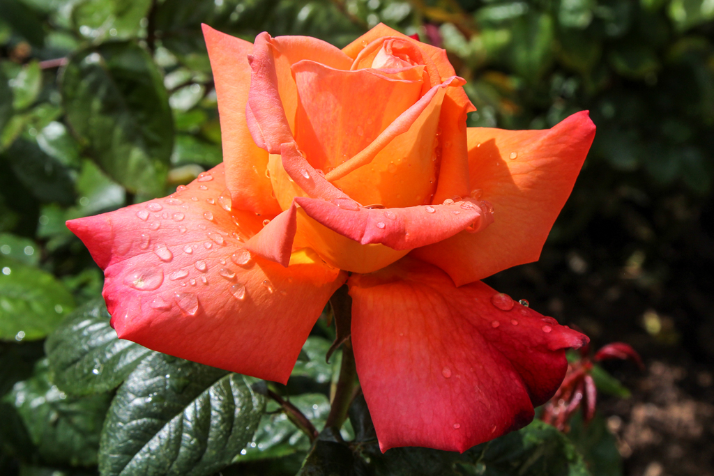 slideshow image