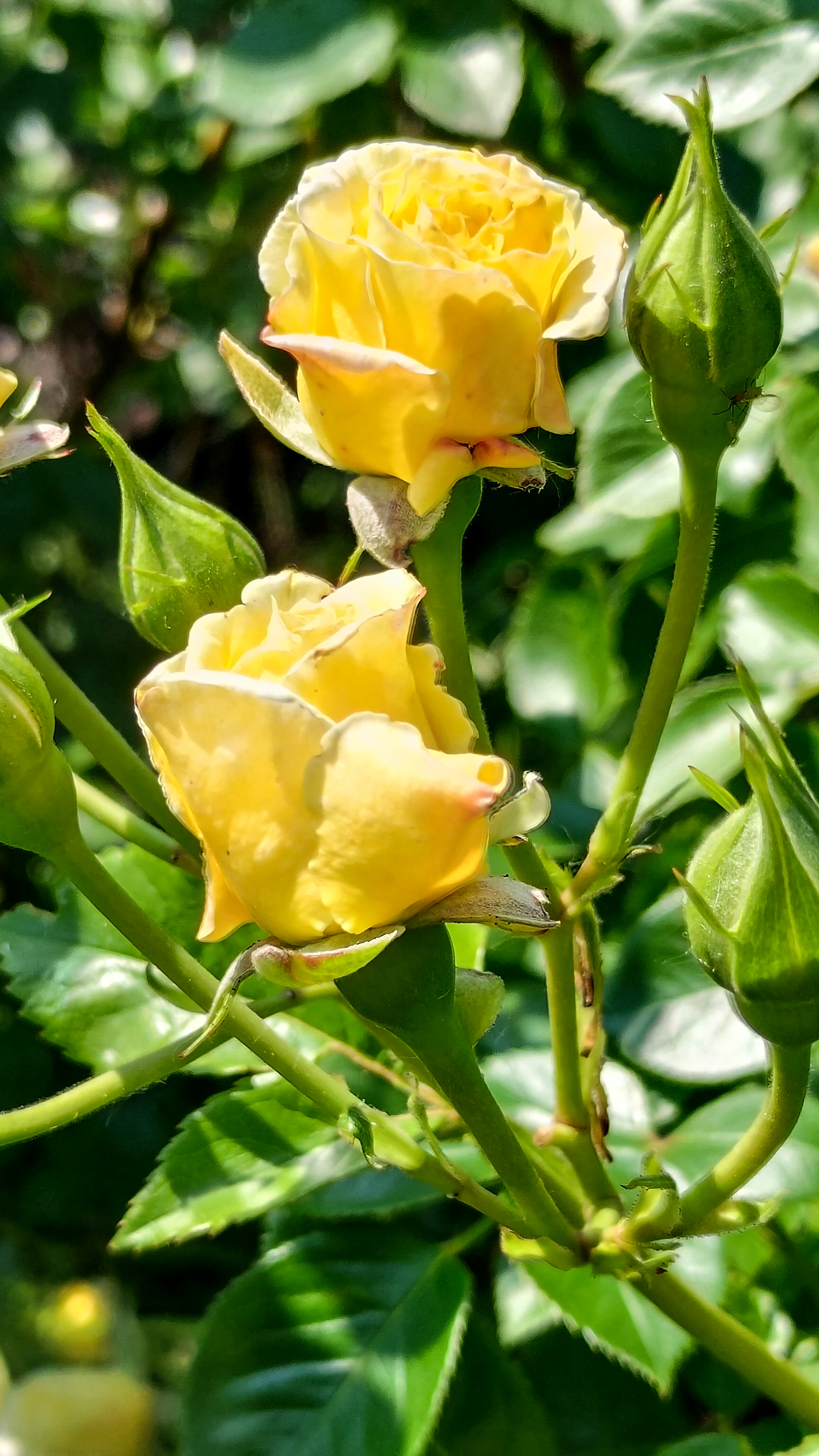 slideshow image