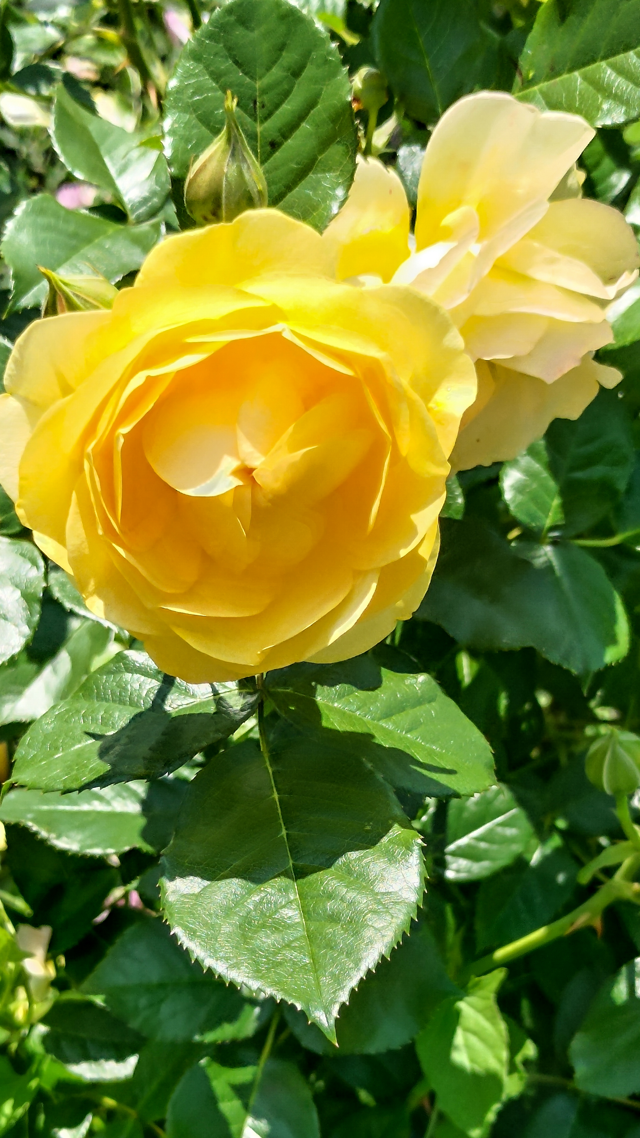 slideshow image