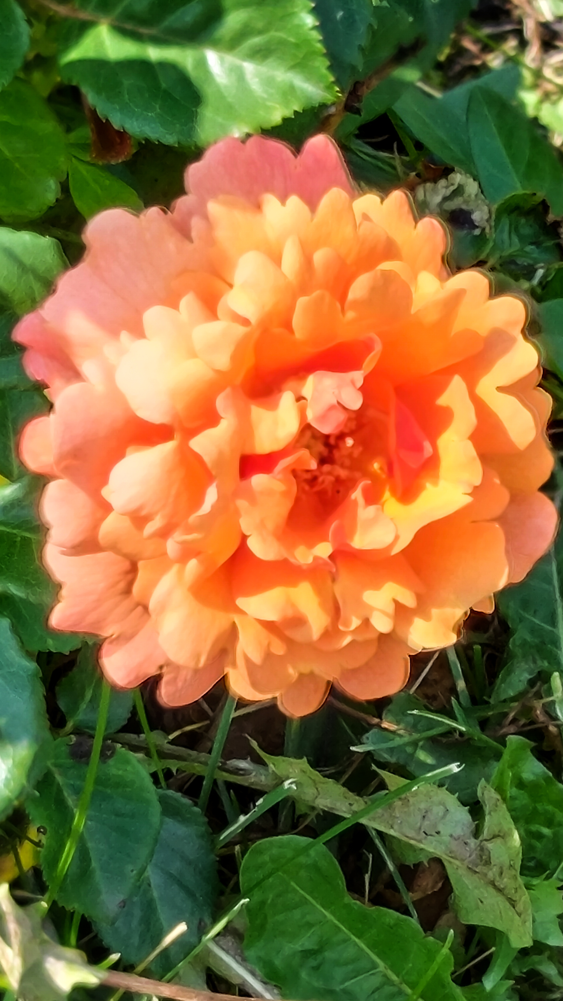 slideshow image