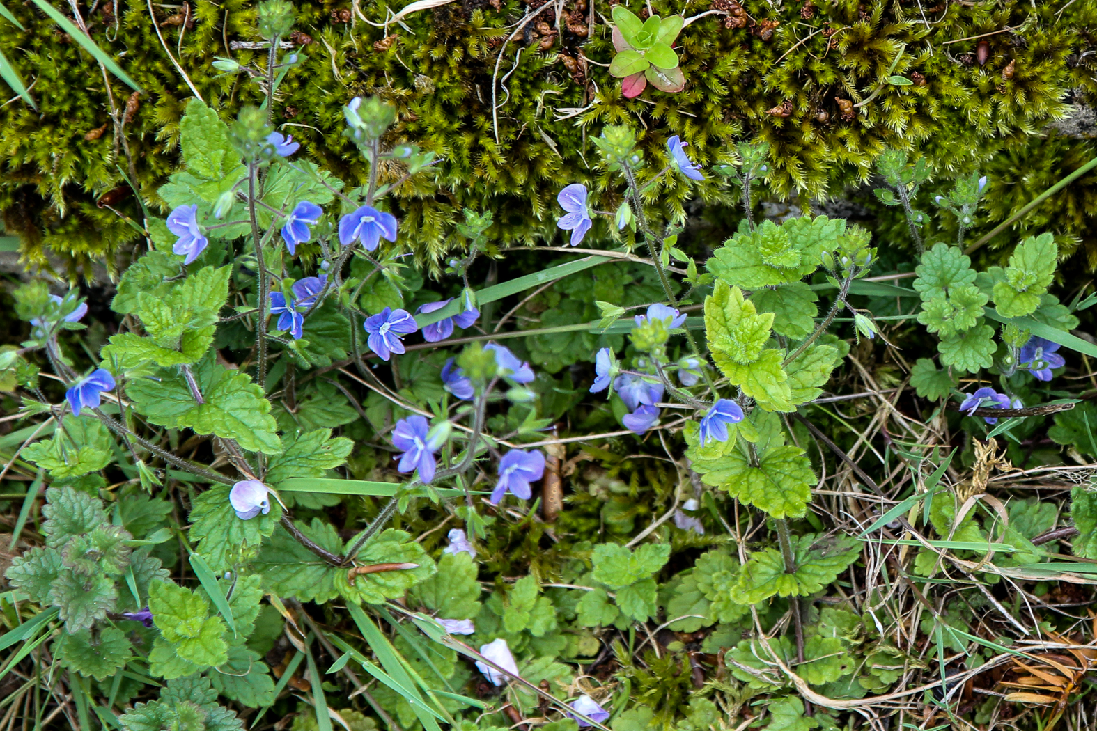 slideshow image