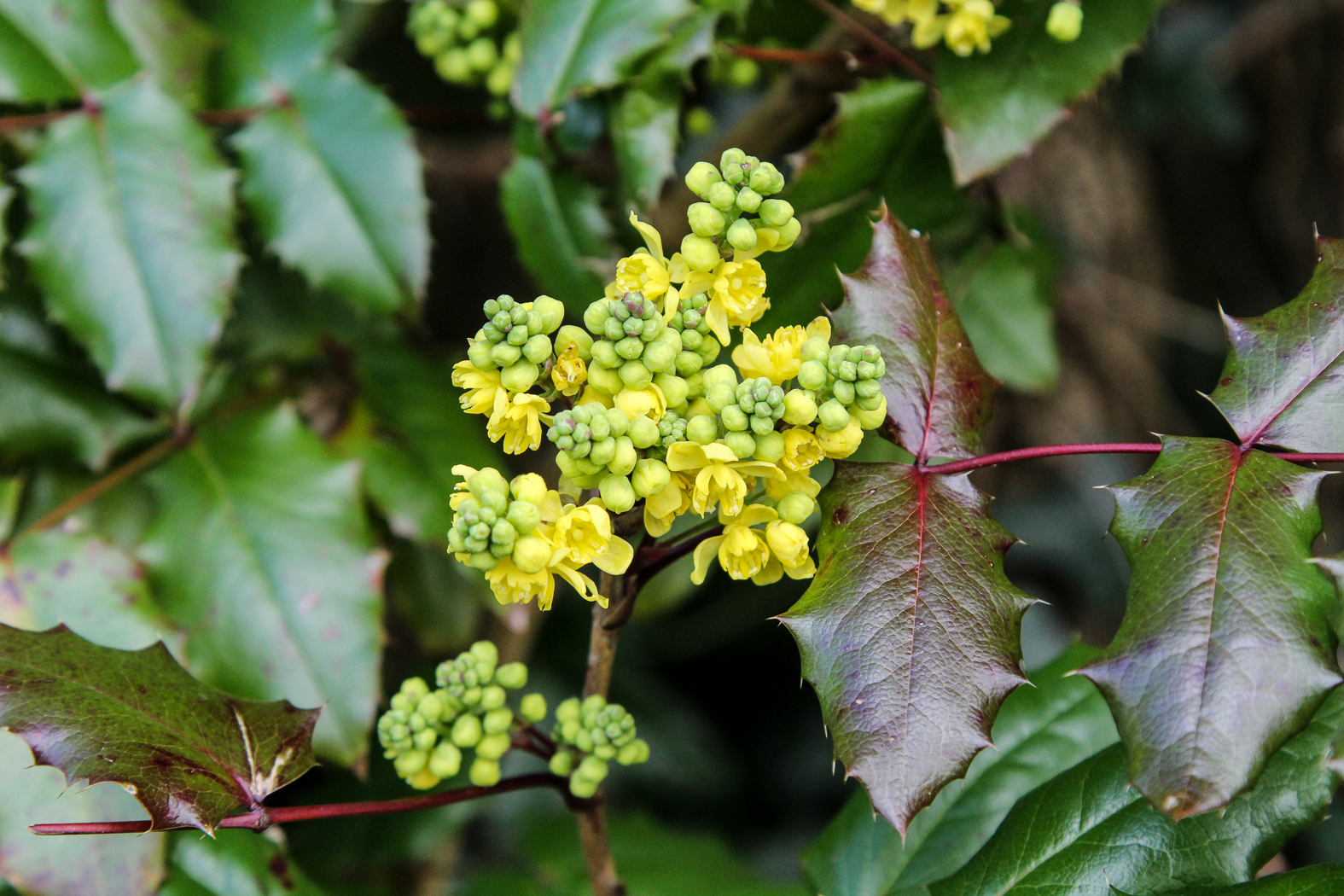 slideshow image