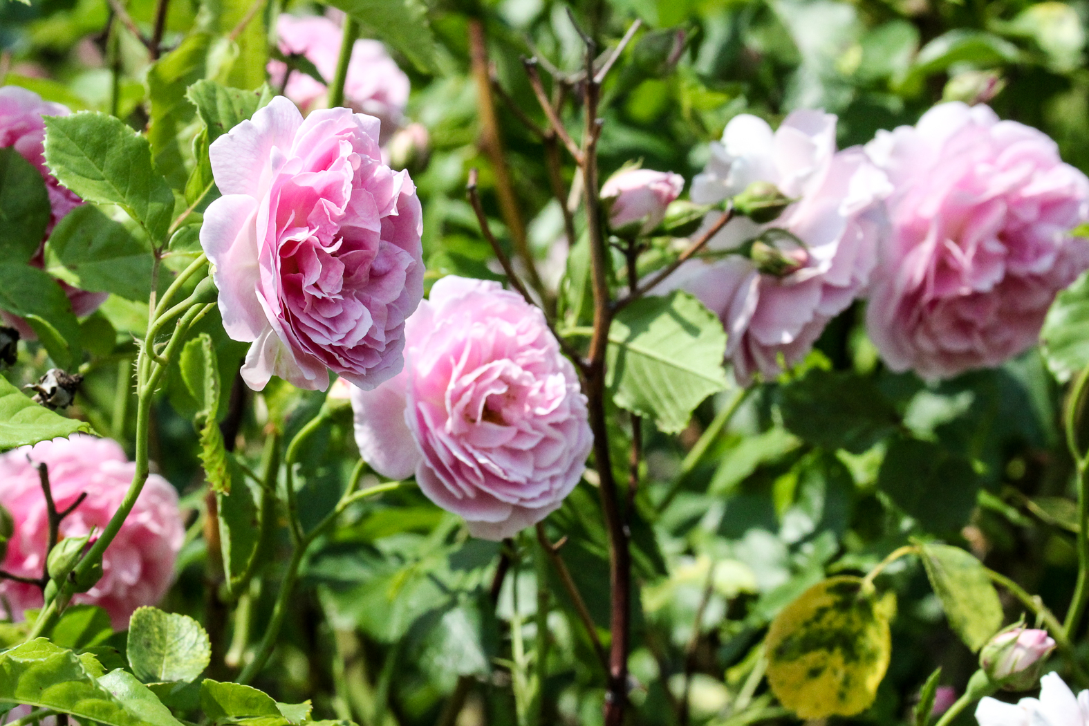 slideshow image