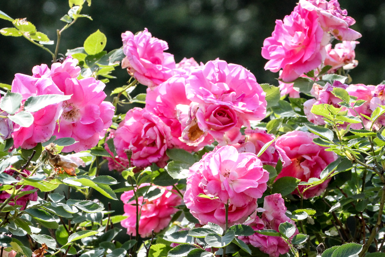 slideshow image