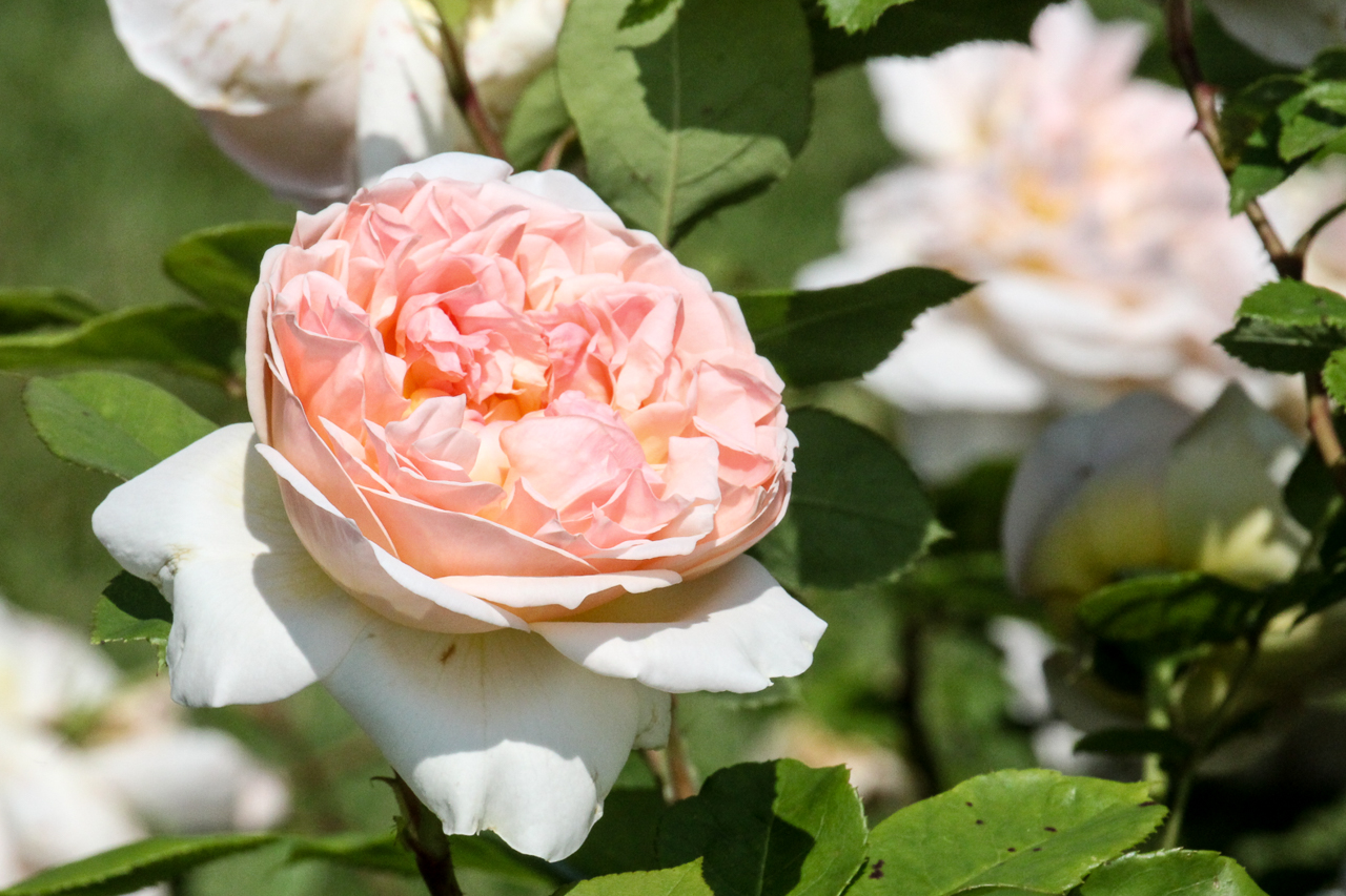 slideshow image