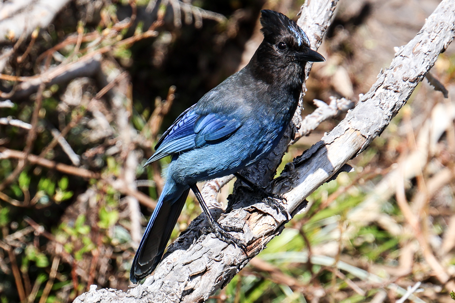 slideshow image